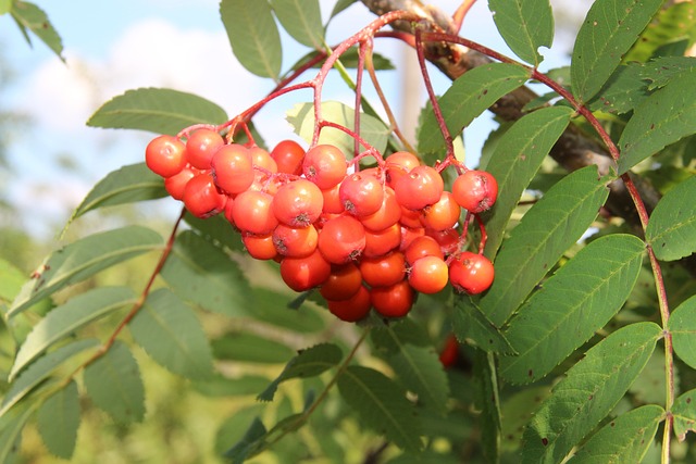 Mountain Ash Berries