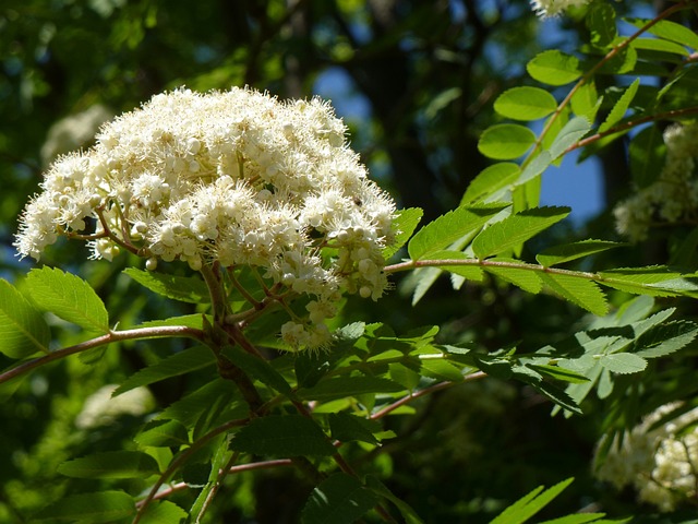 Mountain Ash blossoms