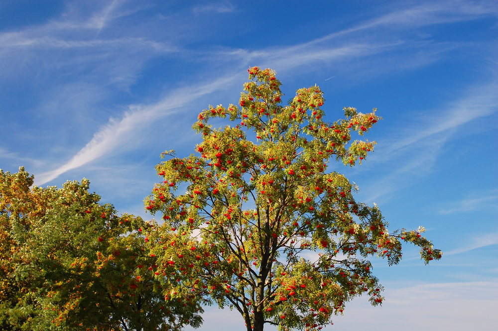 Rowan or Mountain Ash Tree