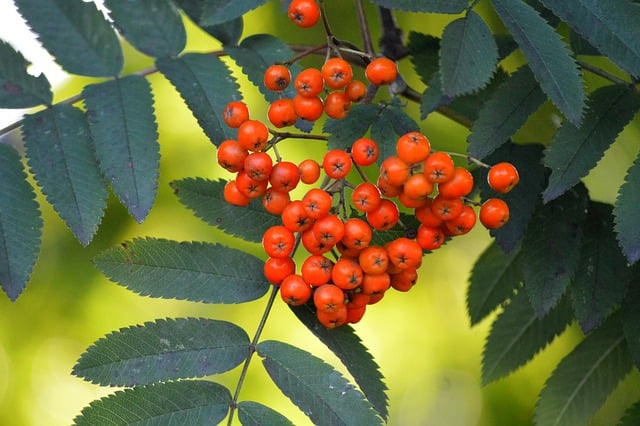 Mountain Ash Berries