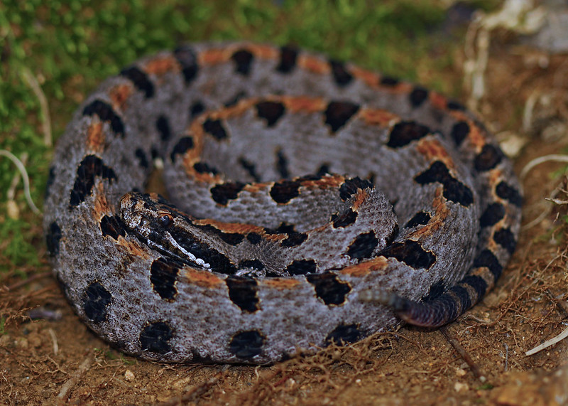 Western Pygmy Rattlesnake