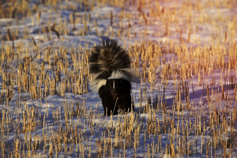 skunk walking in field