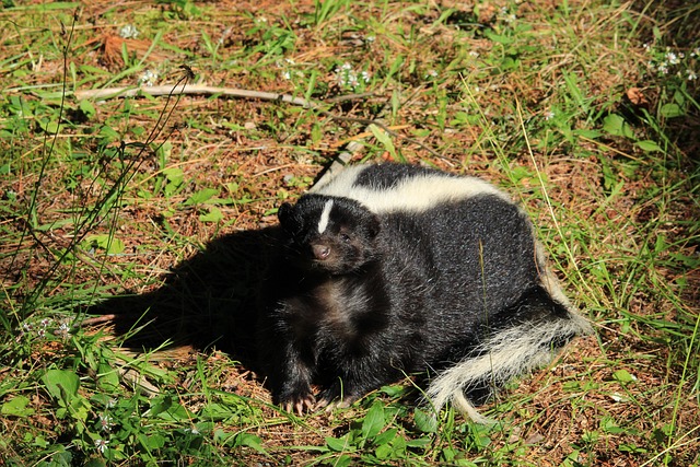 striped skunk