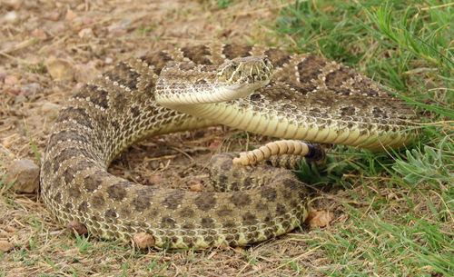 Prairie Rattlesnake