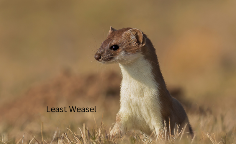 least weasel